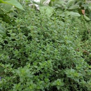 Meet your Posher, Greg